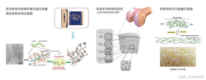九游娱乐网站：超材料：重新定义材料科学的未来与ACF人工软骨的定义(图2)