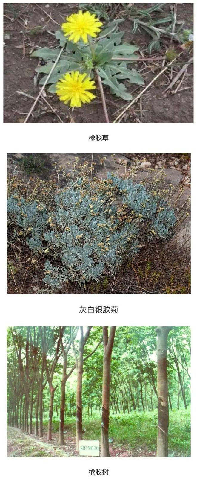 九游娱乐网站：橡胶草让新疆盐碱地也能长出金疙瘩！未来天然橡胶或不再依赖进口(图4)