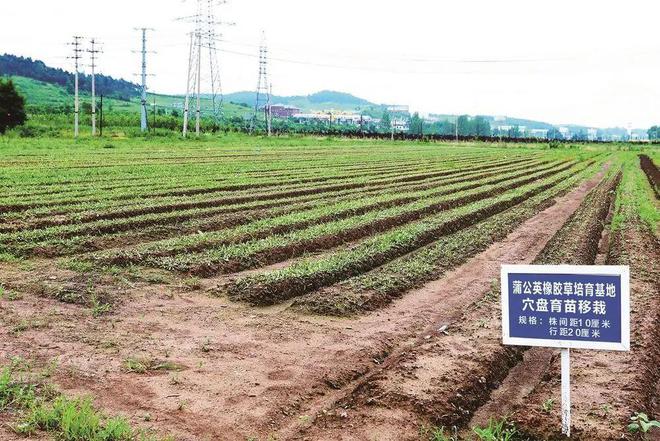 九游娱乐网站：橡胶草让新疆盐碱地也能长出金疙瘩！未来天然橡胶或不再依赖进口(图7)