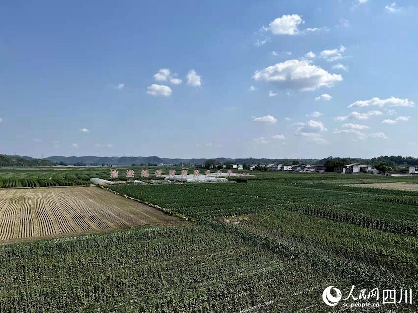 九游娱乐：奏好“协奏曲”成渝地区双城经济圈建设跑出“加速度”(图1)