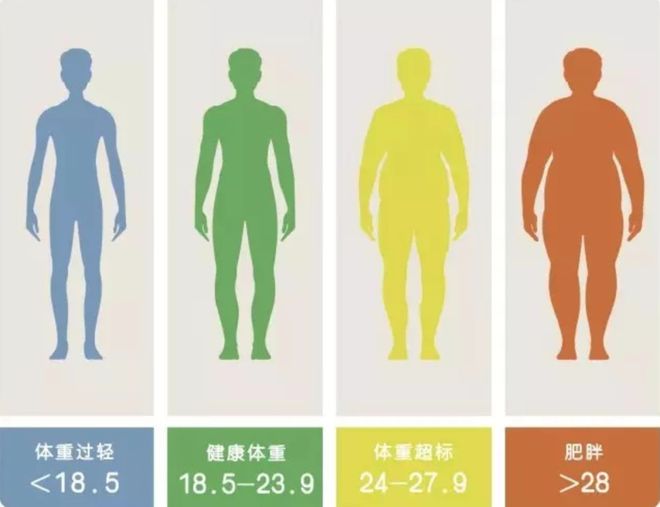 九游娱乐平台：专属于你的BMI运动套装：打造完美身材尽享运动乐趣(图2)