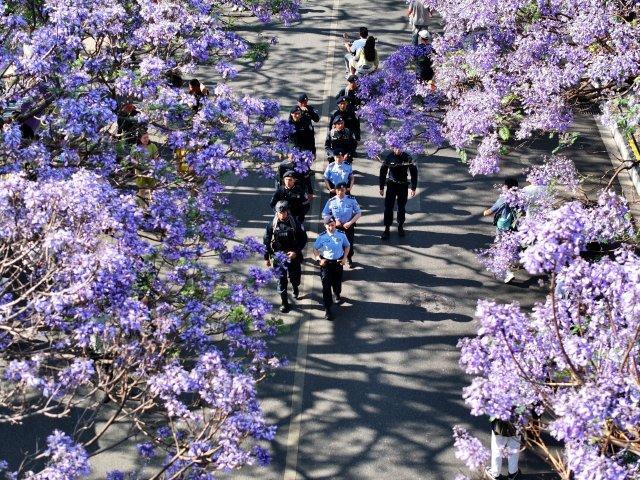 九游娱乐平台：开屏热搜放大镜｜让蓝花楹沦为背景板的昆明“特警天团”：颜值拉满安全感爆棚！(图2)