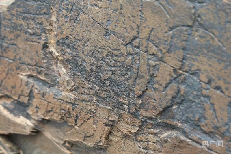 九游娱乐平台：现场调