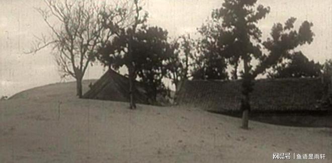 九游娱乐平台：风水轮流转！曾被焦裕禄用来挡风沙的树今成日本乐师眼中的宝贝(图2)