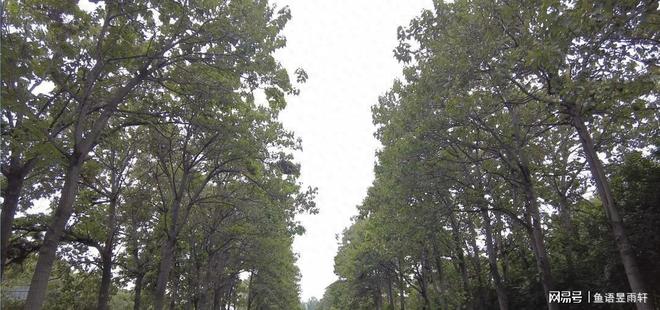 九游娱乐平台：风水轮流转！曾被焦裕禄用来挡风沙的树今成日本乐师眼中的宝贝(图1)