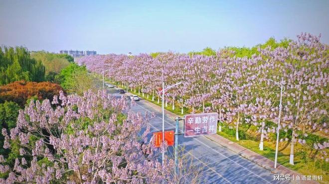 九游娱乐平台：风水轮流转！曾被焦裕禄用来挡风沙的树今成日本乐师眼中的宝贝(图6)