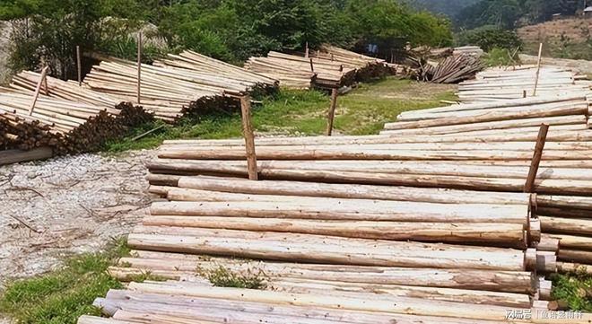 九游娱乐平台：风水轮流转！曾被焦裕禄用来挡风沙的树今成日本乐师眼中的宝贝(图4)