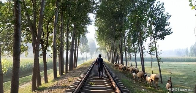 九游娱乐平台：风水轮流转！曾被焦裕禄用来挡风沙的树今成日本乐师眼中的宝贝(图14)